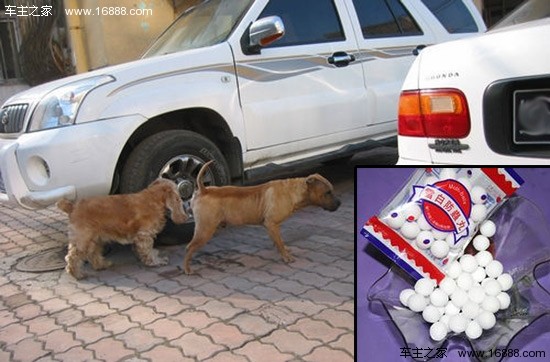 שישה עצות למניעת כלבים רעים לפעול באגרסיביות ליד מכוניות
